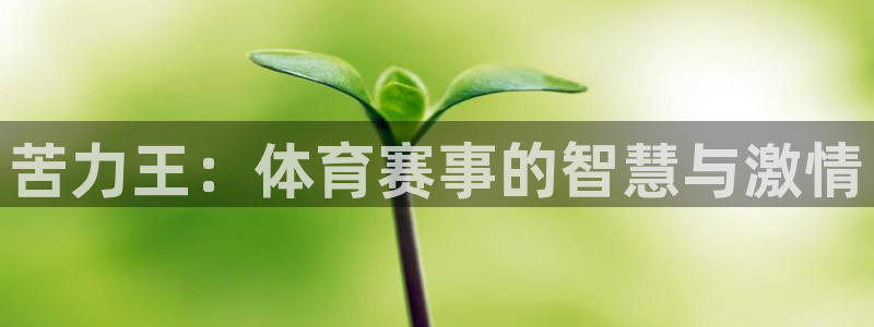 苦力王：体育赛事的智慧与激情