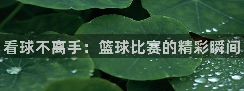 看球不离手：篮球比赛的精彩瞬间